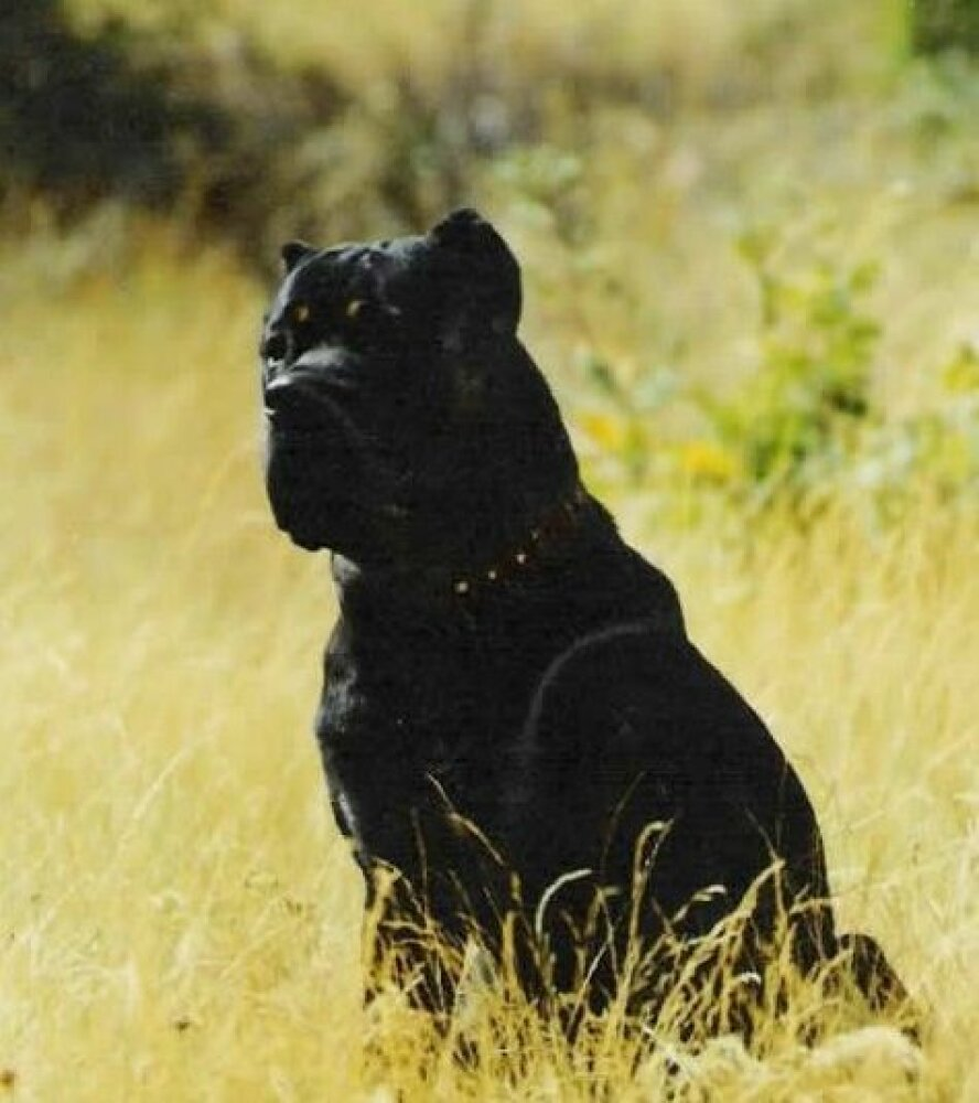 Zeus de Atlas Asio, padre de Volcán